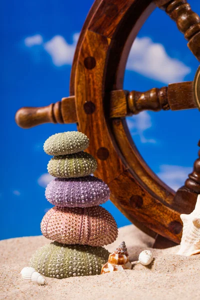 Sea Hedgehog shells on beach  sand and blue sky Background — Stock Photo, Image