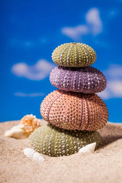 Sea Hedgehog shells ion beach  sand and blue sky Background — Stock Photo, Image