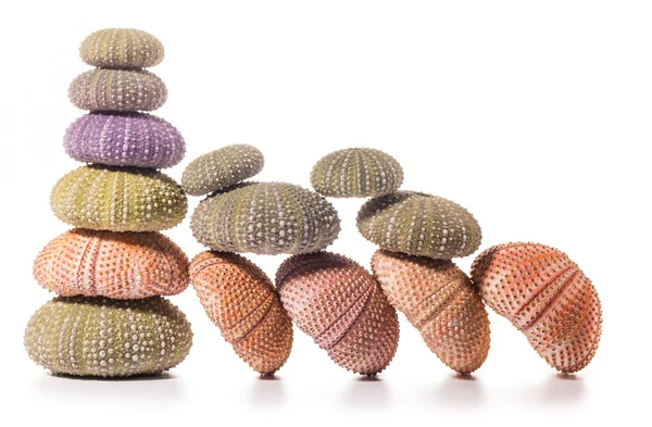 Deniz kirpi kabukları üzerinde beyaz izole