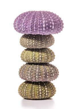 Deniz kirpi kabukları üzerinde beyaz izole