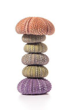 Deniz kirpi kabukları üzerinde beyaz izole