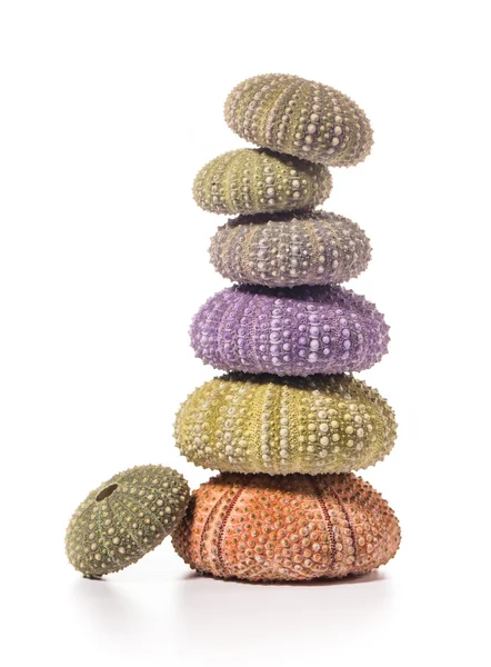 Deniz kirpi kabukları üzerinde beyaz izole