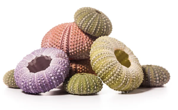 Deniz kirpi kabukları üzerinde beyaz izole