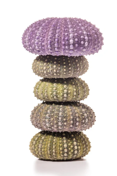 Deniz kirpi kabukları üzerinde beyaz izole