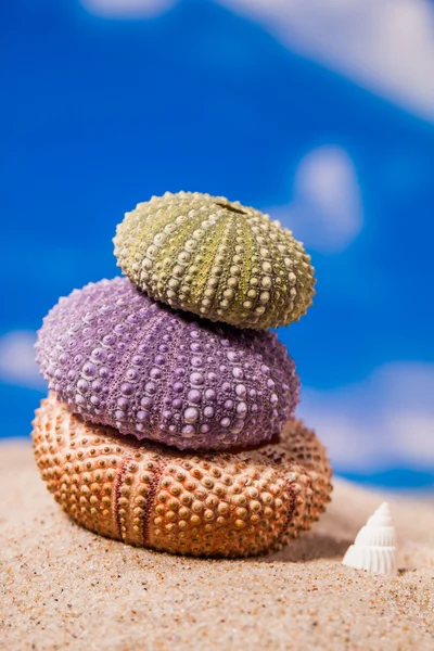 Sea Hedgehog shells ion beach  sand and blue sky Background — Stock Photo, Image