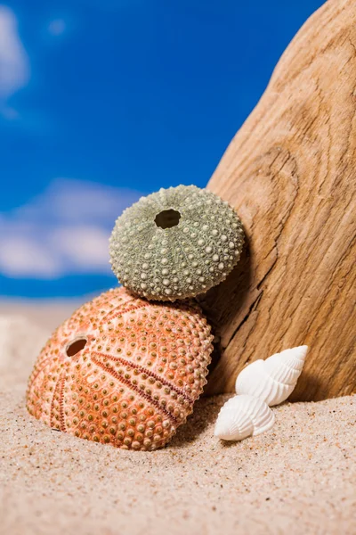 Sea shells on sand and blue sky — Stock Photo, Image