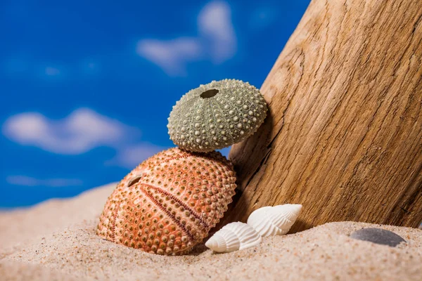 Sea shells on sand and blue sky — Stock Photo, Image
