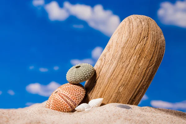 Sea shells on sand and blue sky — Stock Photo, Image