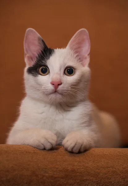 Gato relaxante no sofá — Fotografia de Stock