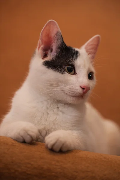 猫がソファーでリラックス — ストック写真
