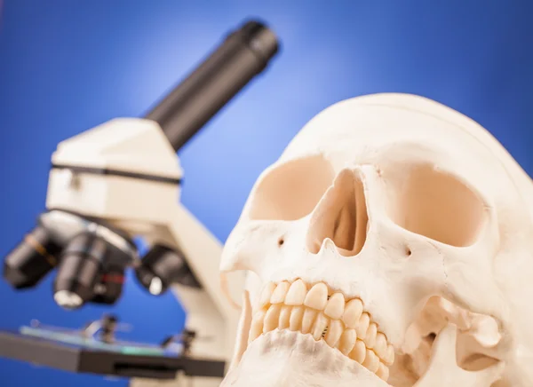 Labormikroskop und menschlicher Schädel — Stockfoto