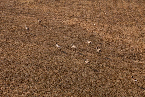 Ciervos corriendo en el campo — Foto de Stock