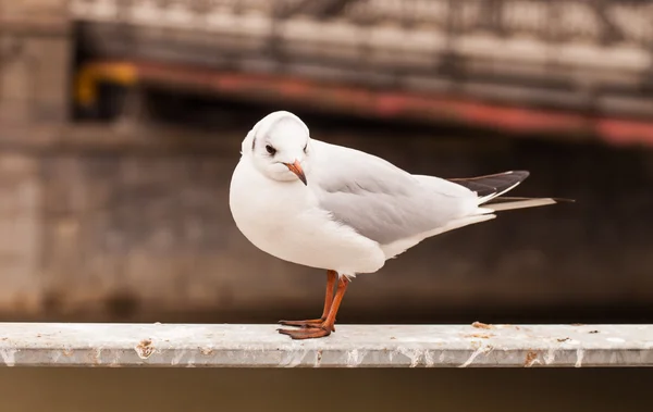 Mouette Vue d'oiseau Image En Vente