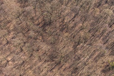 Ormanın havadan görünüşü