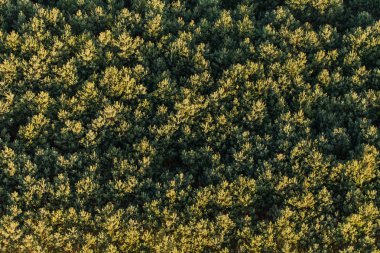 Ormanın içinde havadan görünümü