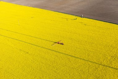 Sarı tecavüz hasat alanları ile traktör