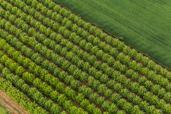 Vista aérea de árvores em um pomar — Fotografia de Stock