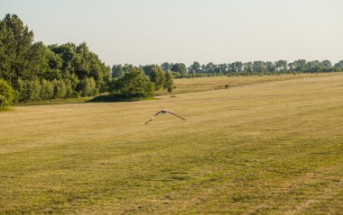 çim alanlar ve uçan leylek kuş havadan görünümü 