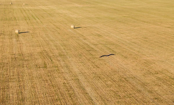 Воздушный вид тюков сена и летающей птицы аиста на поле сбора урожая — стоковое фото