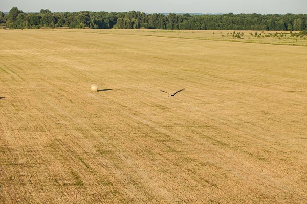 Letecký pohled na balíky sena a létající čáp pták na sklizeň pole — Stock fotografie