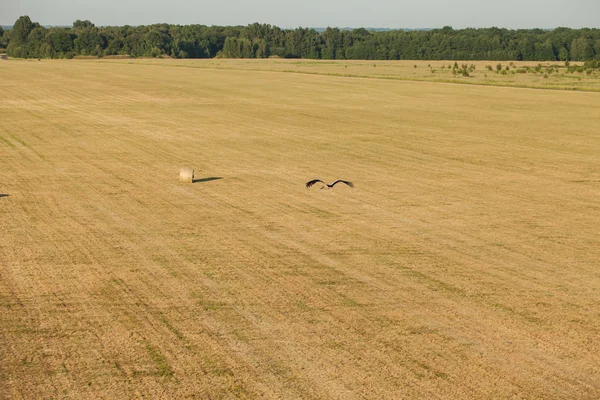 Vista aérea de campos de hierba y cigüeña voladora — Foto de Stock