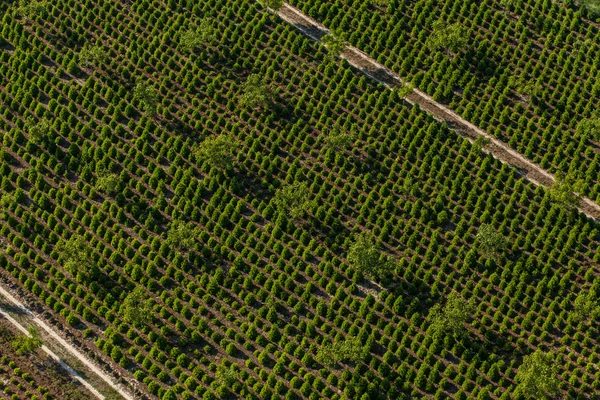 木のプランテーションの航空写真 — ストック写真