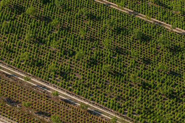 Vista aérea de la plantación de árboles —  Fotos de Stock