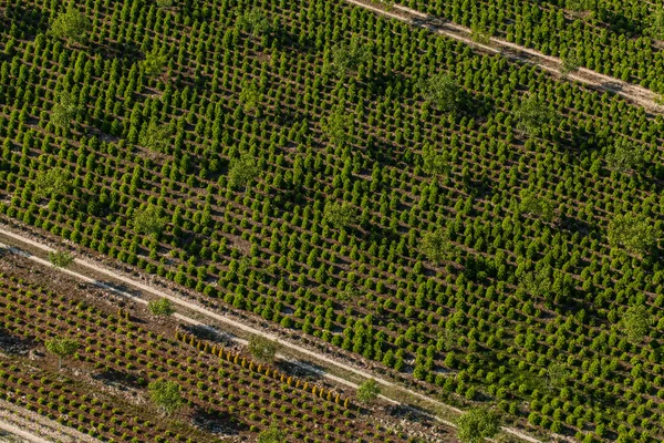 Vista aérea de la plantación de árboles — Foto de Stock