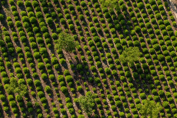 Vista aérea da plantação de árvores — Fotografia de Stock