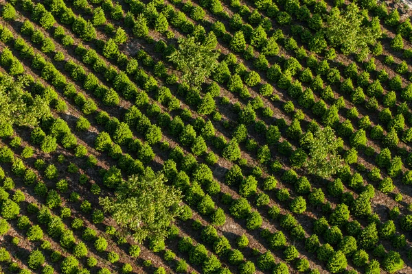 Vista aérea da plantação de árvores — Fotografia de Stock