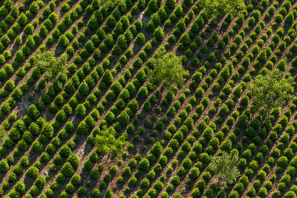 Vue aérienne de la plantation d'arbres — Photo