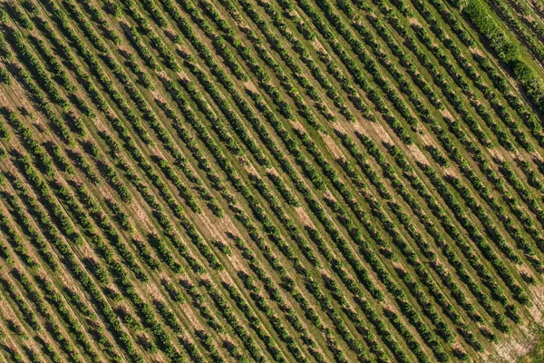 Vista aérea de la plantación de árboles — Foto de Stock