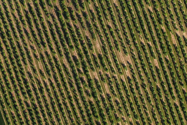 Vista aérea de los árboles en un huerto —  Fotos de Stock