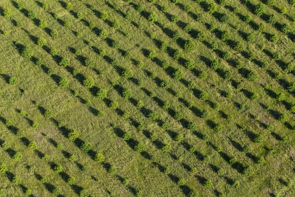 Vue aérienne de la plantation d'arbres forestiers — Photo