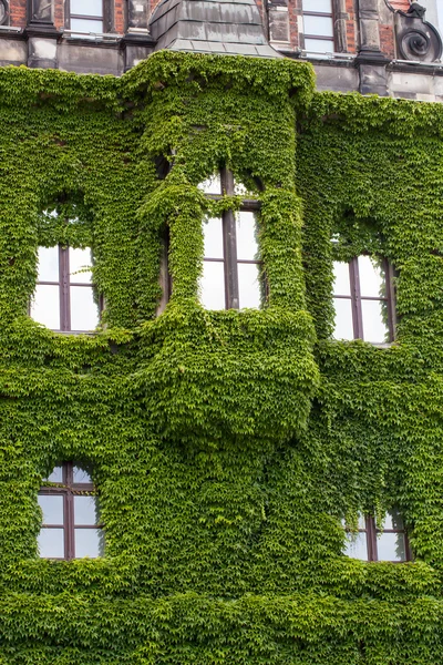 Parete di un edificio coperto di edera — Foto Stock