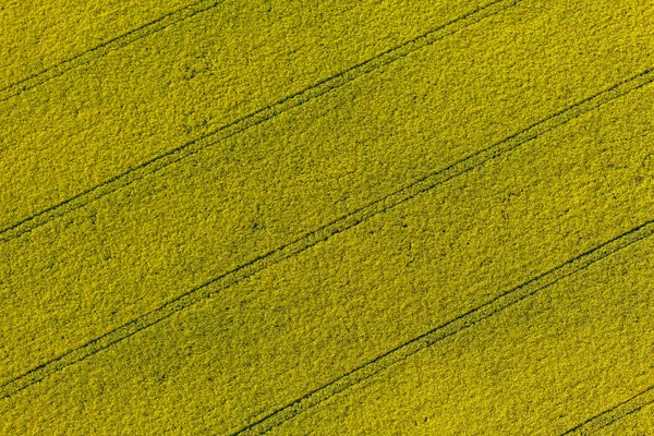 A légi felvétel a sárga betakarítási területeken — Stock Fotó