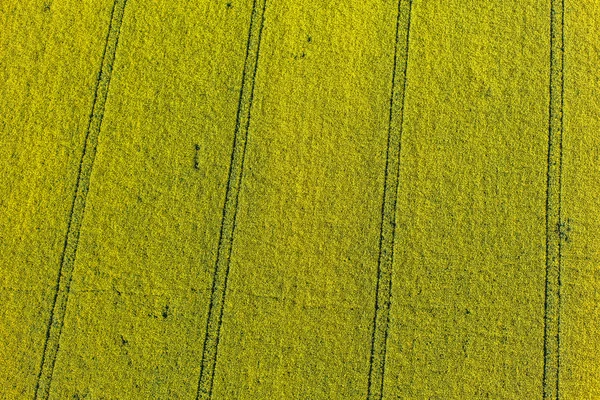 Повітряний вид на жовті поля збору врожаю — стокове фото