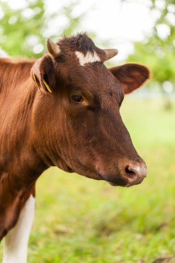 Yeşil yaz tarlasında inekler sürüsü