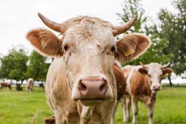 Yeşil yaz tarlasında inekler sürüsü