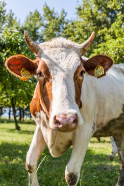 Yeşil yaz tarlasında inekler sürüsü