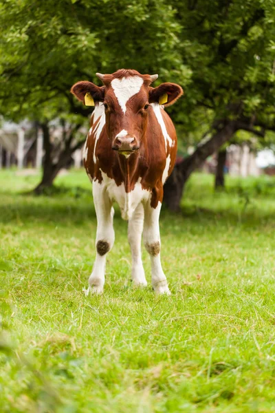 Yeşil yaz tarlasında inekler sürüsü — Stok fotoğraf