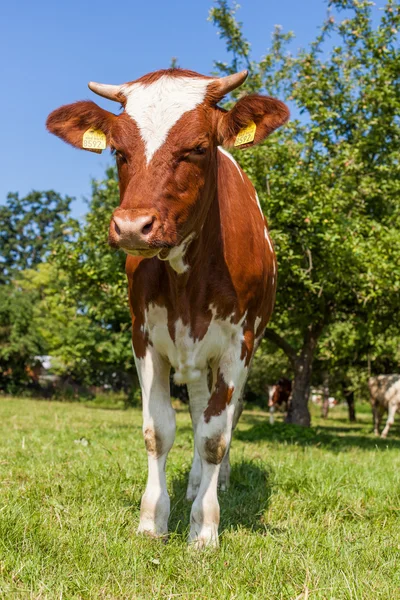 Стадо корів на літньому зеленому полі — стокове фото