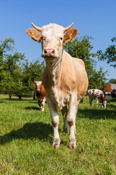 Herde Kühe auf der grünen Wiese — Stockfoto