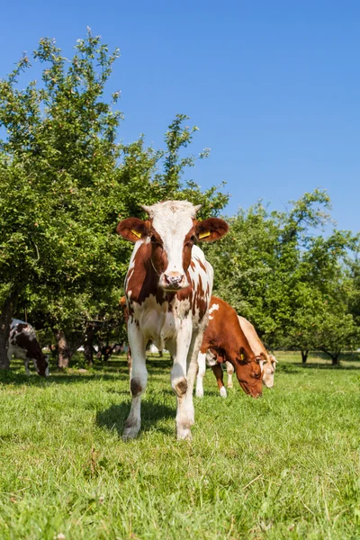Yeşil yaz tarlasında inekler sürüsü — Stok fotoğraf