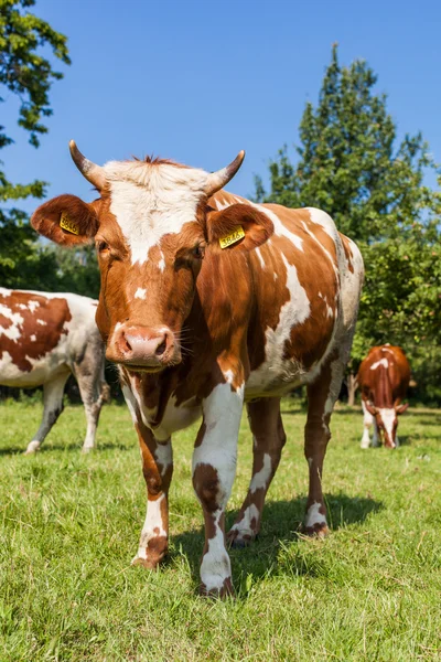 Mandria di vacche nel campo verde estivo — Foto Stock
