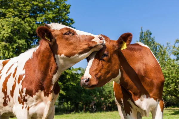 Kobesättning på sommarens gröna fält — Stockfoto