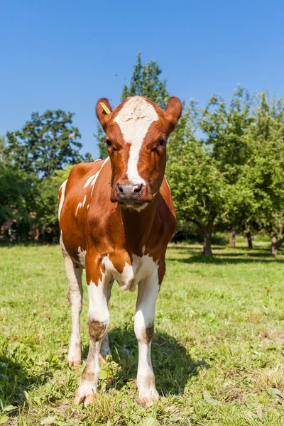 Herde Kühe auf der grünen Wiese — Stockfoto