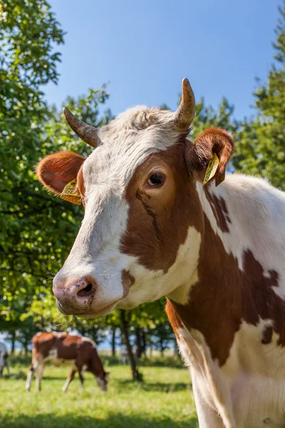 Herde Kühe auf der grünen Wiese — Stockfoto