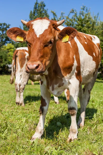 Koeienherder op het groene zomerveld — Stockfoto