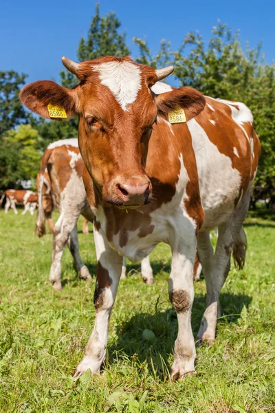 Koeienherder op het groene zomerveld — Stockfoto